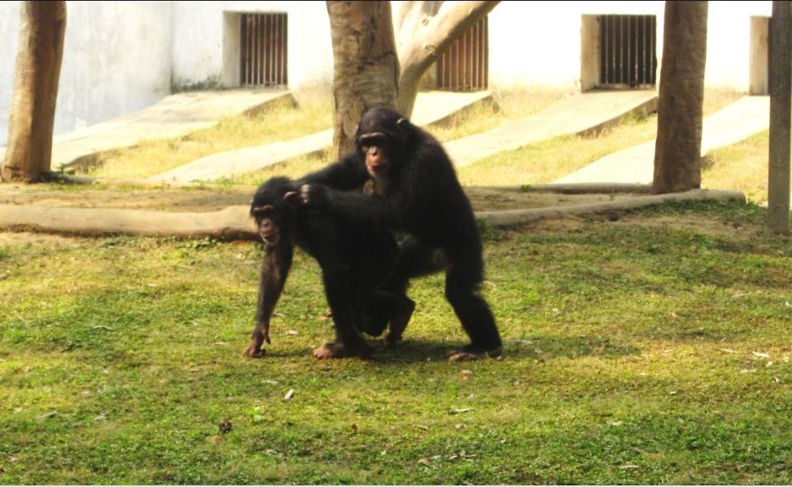 Black apes,at Sanjay gandi jayvik uddhaan,in India. In this world of wars and chaos everywhere,i found something so beautiful no wonder,from <br />
<br />
our ancestors ,apes.This wonderful picture is giving us the wonderful message,that how we can make the world so <br />
<br />
beautiful and better place by living together.<br />
                            I found this amazing moment when i was wandering with my friends at Sanjay gandhi <br />
<br />
jayvik udhaan in patna,bihar.As,photography is my favourite hobby i couldn&#039;t resist myself clicking them. Black apes,Common chimpanzee,India,Pan troglodytes