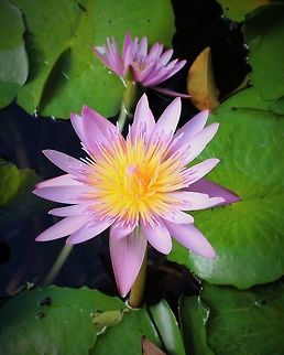 Nymphaea caerulea, Northern Australia  Australia,Geotagged,Nymphaea caerulea,Spring