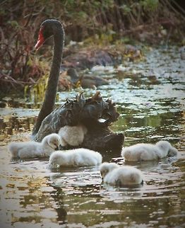 IMG_6483_(2)  Australia,Black Swan,Black-necked swan,Cygnus atratus,Cygnus melancoryphus,Fall,Geotagged