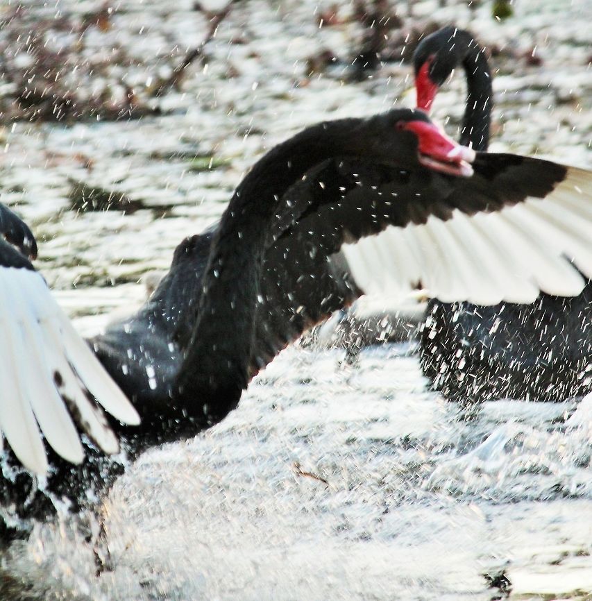 IMG_6506_(2)  Australia,Black Swan,Cygnus atratus,Fall,Geotagged