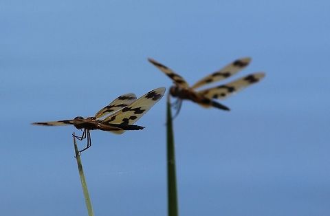dragon fly taken in the Kimberley, Australia Banded flutterer dragonfly,Rhyothemis graphiptera