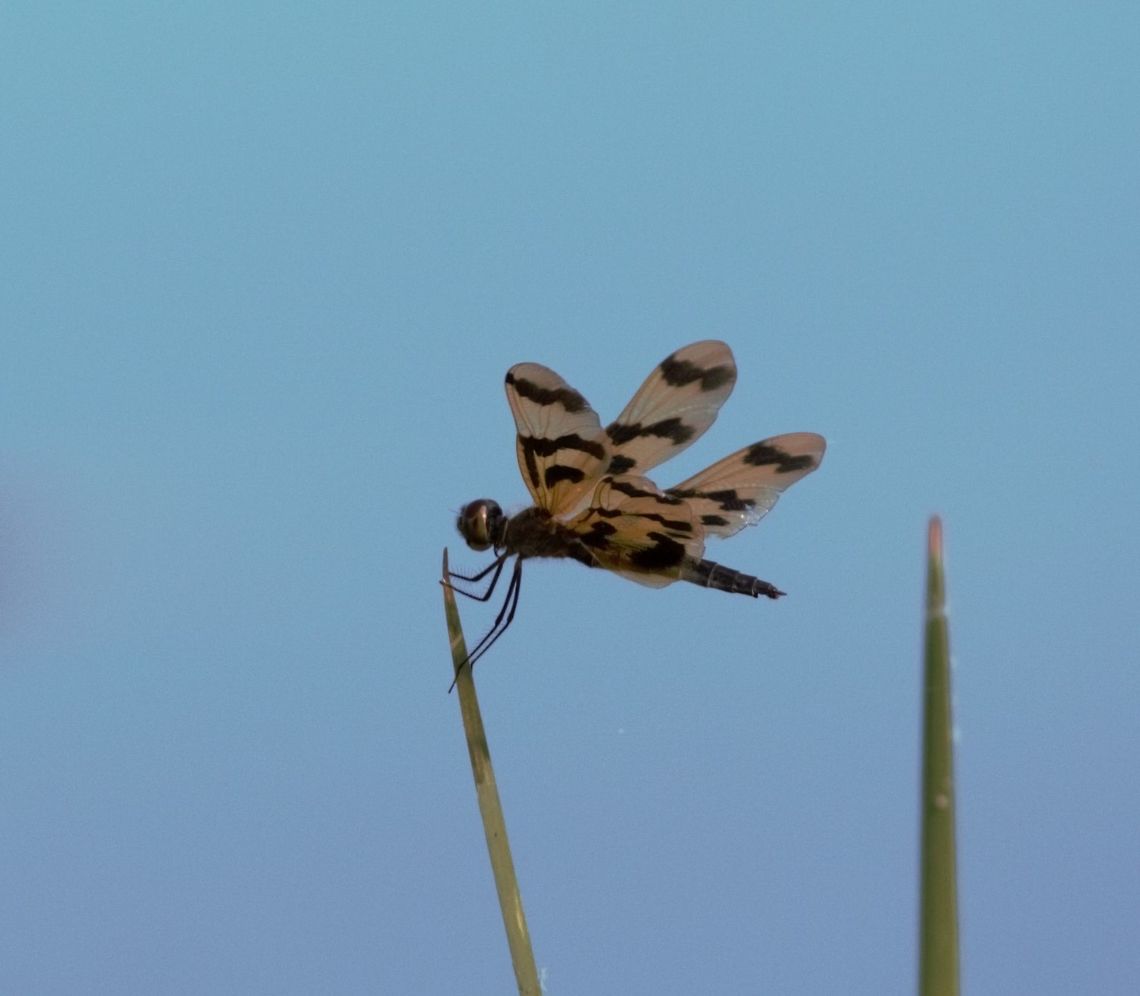 kimberley_2014_0660_(2)  Banded flutterer dragonfly,Rhyothemis graphiptera