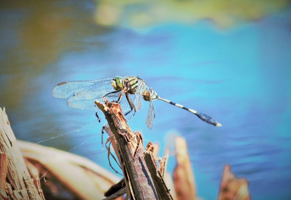 kimberley_2014_0707_(3)  Orthetrum sabina,Slender Skimmer