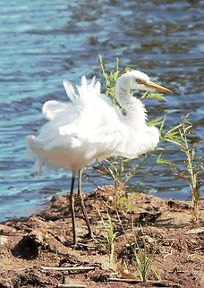 Intermediate egret  Egret,Intermediate egret,Mesophoyx intermedia