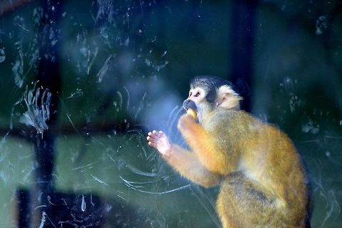 monkey  Black-capped squirrel monkey,Saimiri boliviensis