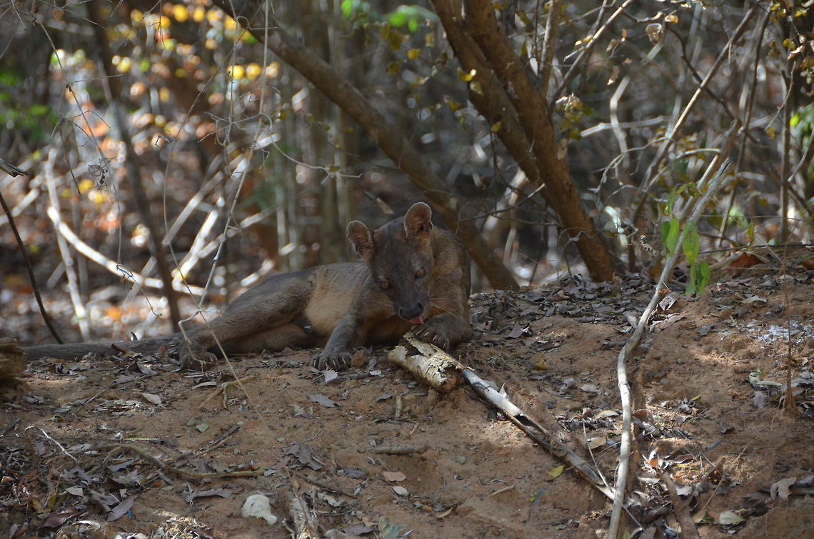 Fossa in Madagascar Seen scavenging in Kirindy National Park Cryptoprocta ferox,Fossa