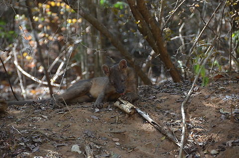 Fossa in Madagascar Seen scavenging in Kirindy National Park Cryptoprocta ferox,Fossa