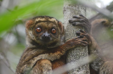 Surprise encounter After a stormy night in Andasibe/Mantadia National Park, Madagascar, these woolly lemurs were disturbed from their usual sleeping place, so we came across them looking bewildered in the daylight.  Avahi laniger,Eastern woolly lemur