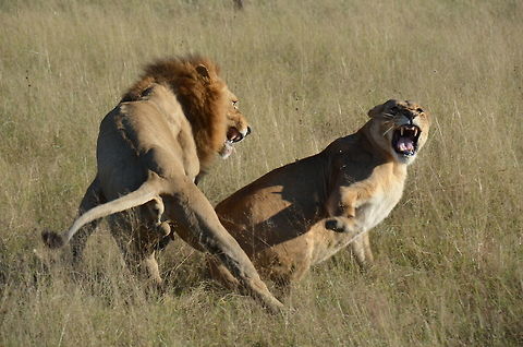 After the Fact We came across this female being followed by 2 males in the Okavango Delta, then watched as one of them got closer and sat around. She eventually got tired of waiting and took action, swishing in front of him, which he couldn't resist. We watched them while he mounted her then she turned on him, and I was lucky enough to get this shot.  Botswana,Fall,Geotagged,Lion,Panthera leo