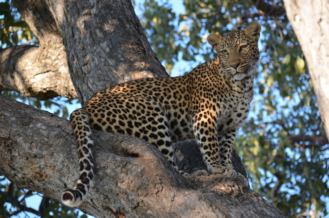Leopard sighting This leopard came sauntering towards us on the road, in Savute, Botswana. She passed our vehicle and climbed the tree beside us. She spend 2 or 3 minutes scanning for potential prey, before disappearing off into the bush. We tried to second guess her and drove around to where a huge herd of buffalo were grazing, but didn&#039;t manage to catch sight of her again. African Leopard,Panthera pardus pardus