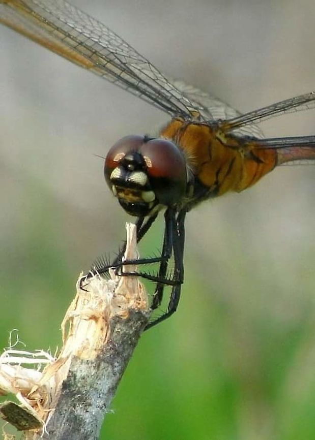 Happy dragonfly I was sitting in the grass watching the dragonflies while one landed on a small branch nibbling.  Brachymesia gravida,Four-spotted pennant