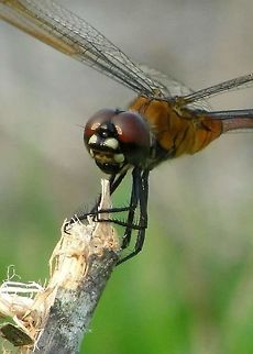 Happy dragonfly I was sitting in the grass watching the dragonflies while one landed on a small branch nibbling.  Brachymesia gravida,Four-spotted pennant