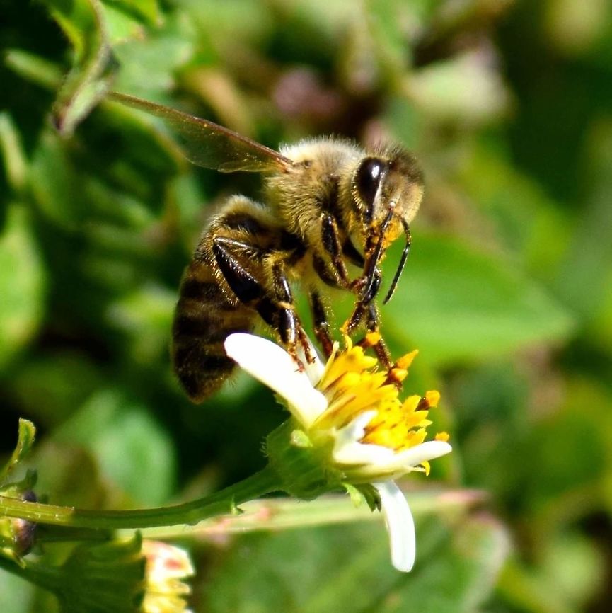 FB_IMG_1427377284770  Bombus pensylvanicus