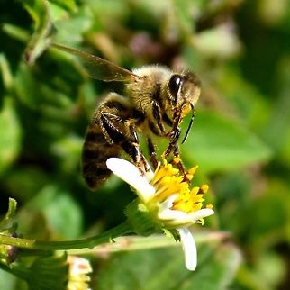 FB_IMG_1427377284770  Bombus pensylvanicus