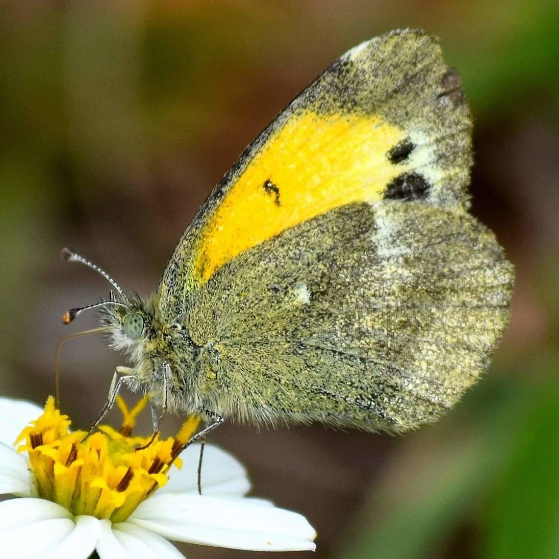 FB_IMG_1430221389346  Dainty Sulphur,Nathalis iole