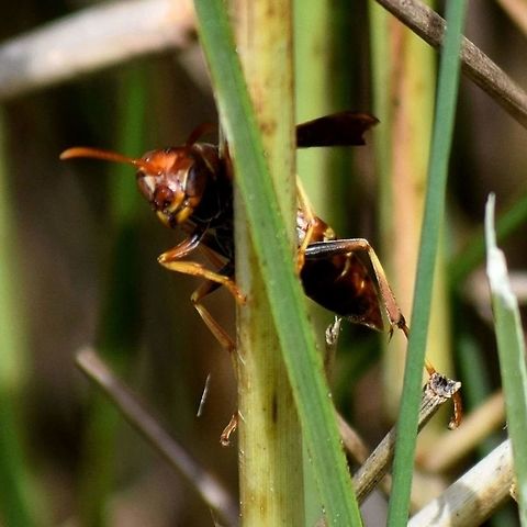 FB_IMG_1429968892520 Curious wasp This wasp was so colorful and very busy.