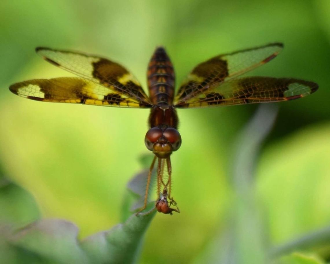 Dragonfly eating a ladybug This little dragonfly was having a ladybug for lunch. Eastern Amberwing,Perithemis tenera