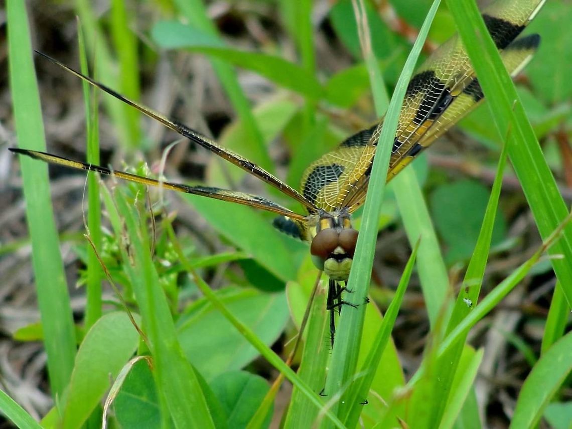 Mr Photogenic I couldn&#039;t resist taking a photo of this dragonfly relaxing on the grass. Celithemis eponina,Halloween Pennant