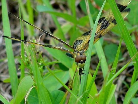 Mr Photogenic I couldn't resist taking a photo of this dragonfly relaxing on the grass. Celithemis eponina,Halloween Pennant