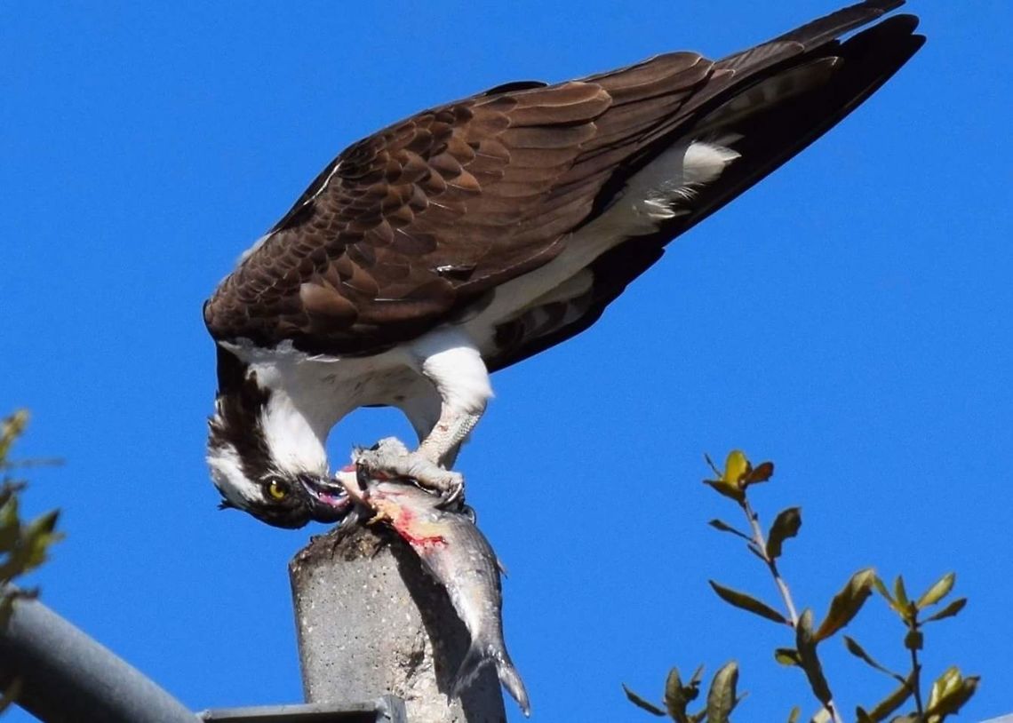 Osprey eating a fish This osprey gets fish from a pond behind my facility. Osprey,Pandion haliaetus