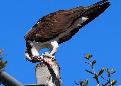 Osprey eating a fish This osprey gets fish from a pond behind my facility. Osprey,Pandion haliaetus