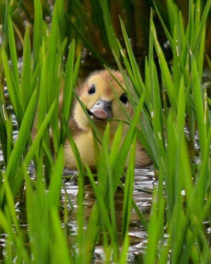 Duckling chewing on grass. This cute little duck along with the other 13, was playing in a ditch with the mother nearbye. Cairina moschata,Muscovy duck