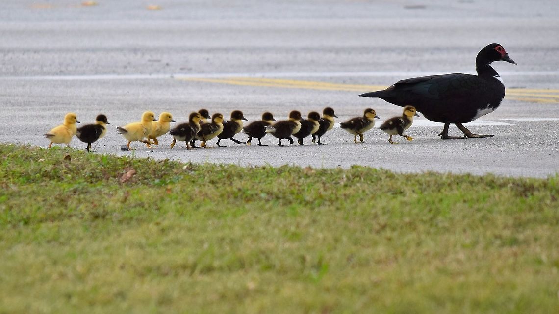 Mother duck leading the ducklings to a safe place. As i was leaving work i noticed this mother duck and her fourteen ducklings, they were swimming in a small retention pond, she walks them across the drive way to her nesting area in the evening. Cairina moschata,Muscovy duck