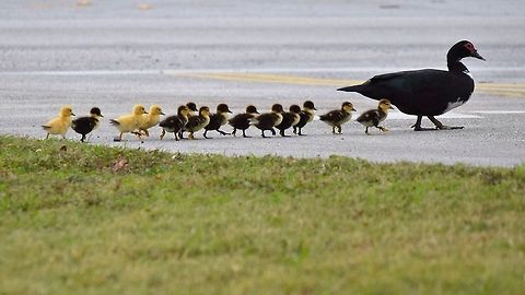 Mother duck leading the ducklings to a safe place. As i was leaving work i noticed this mother duck and her fourteen ducklings, they were swimming in a small retention pond, she walks them across the drive way to her nesting area in the evening. Cairina moschata,Muscovy duck