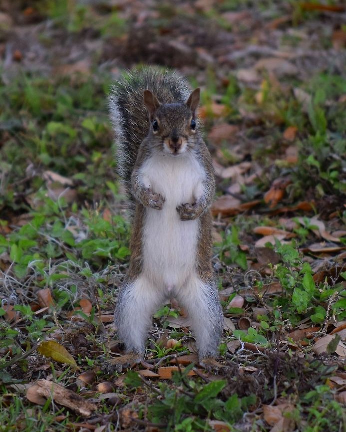 Playful squirrel This little squirrel was so funny as he was running around searching for acorns. Eastern gray squirrel,Sciurus carolinensis