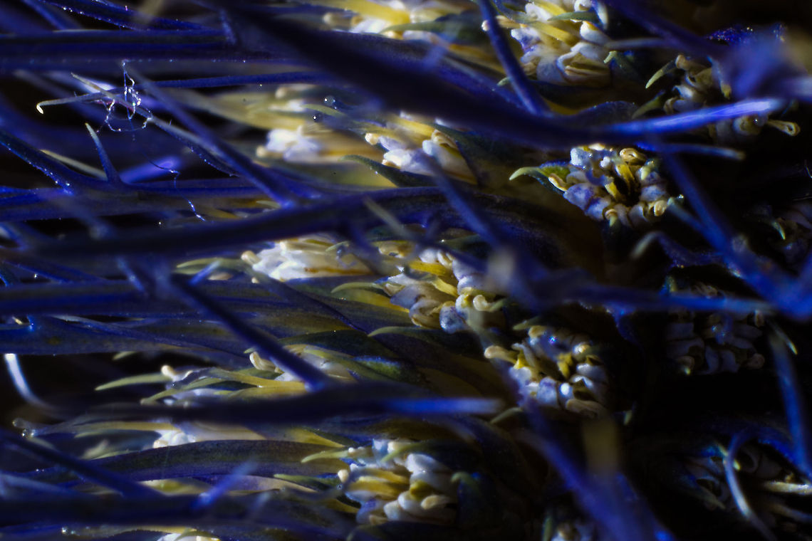 Aboon the English Rose In Scotland grows a warlike flower, <br />
Too rough to bloom in lady&#039;s bower; <br />
His crest. when high the soldier bears, <br />
And spurs his courser on the spears. <br />
O there it blossoms - there it blows <br />
The thistle&#039;s grown aboon the rose.<br />
<br />
(part of a poem named &#039;Aboon the rose&#039; by Allan Cunningham [1784-1842]) Canon  EF12mm II,Cotton Thistle,Geotagged,Onopordum acanthium,The Netherlands,macro,soligor 12mm,soligor 20mm,soligor 36mm