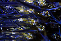 Aboon the English Rose In Scotland grows a warlike flower, <br />
Too rough to bloom in lady's bower; <br />
His crest. when high the soldier bears, <br />
And spurs his courser on the spears. <br />
O there it blossoms - there it blows <br />
The thistle's grown aboon the rose.<br />
<br />
(part of a poem named 'Aboon the rose' by Allan Cunningham [1784-1842]) Canon  EF12mm II,Cotton Thistle,Geotagged,Onopordum acanthium,The Netherlands,macro,soligor 12mm,soligor 20mm,soligor 36mm