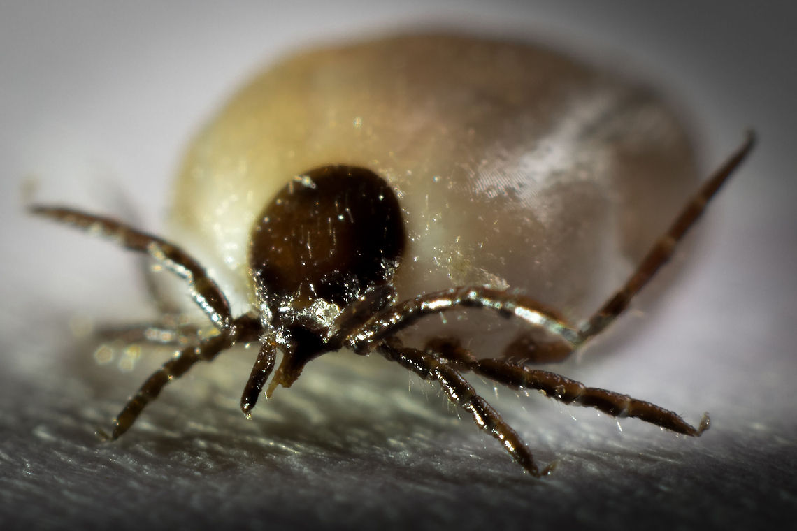 Red red wine (tic tac .. augh) That is not for me; <br />
Yet I beg of thee, <br />
One lock only give me of thy hair.<br />
Now the ghostly hour of midnight knell&#039;d,<br />
And she seem&#039;d right joyous at the sign; <br />
To her pallid lips the cup she held, <br />
But she drank of nought but blood-red wine. Canon  EF12mm II,Geotagged,Ixodes ricinus,The Netherlands,lyme,macro,sheep tick,soligor 12mm,soligor 20mm,soligor 36mm,tick