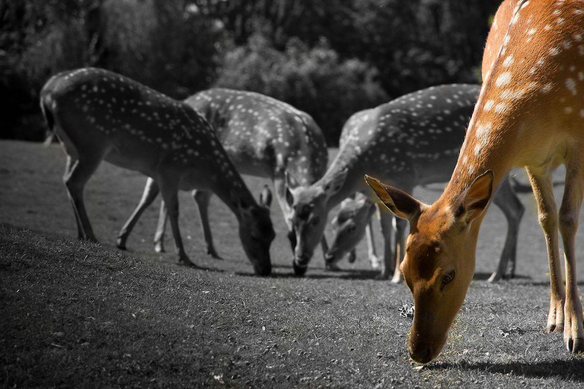 Rain is their robe, in meagre solitude and earth is the dark<br />
deep silence of things<br />
where you dream yourself<br />
human, alive<br />
watching the red deer running<br />
on the wall of a cave<br />
<br />
 Cervus elaphus,Geotagged,Red deer,The Netherlands,Zooparc Overloon,deer