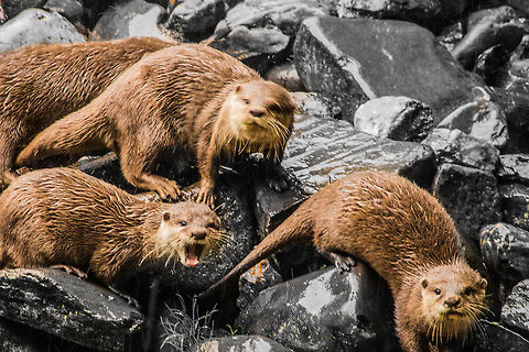 The smallest, the tallest On a rainy day, as dogs fell down, their energy emerged Aonyx cinerea,Geotagged,Oriental small-clawed otter,The Netherlands,Zooparc Overloon