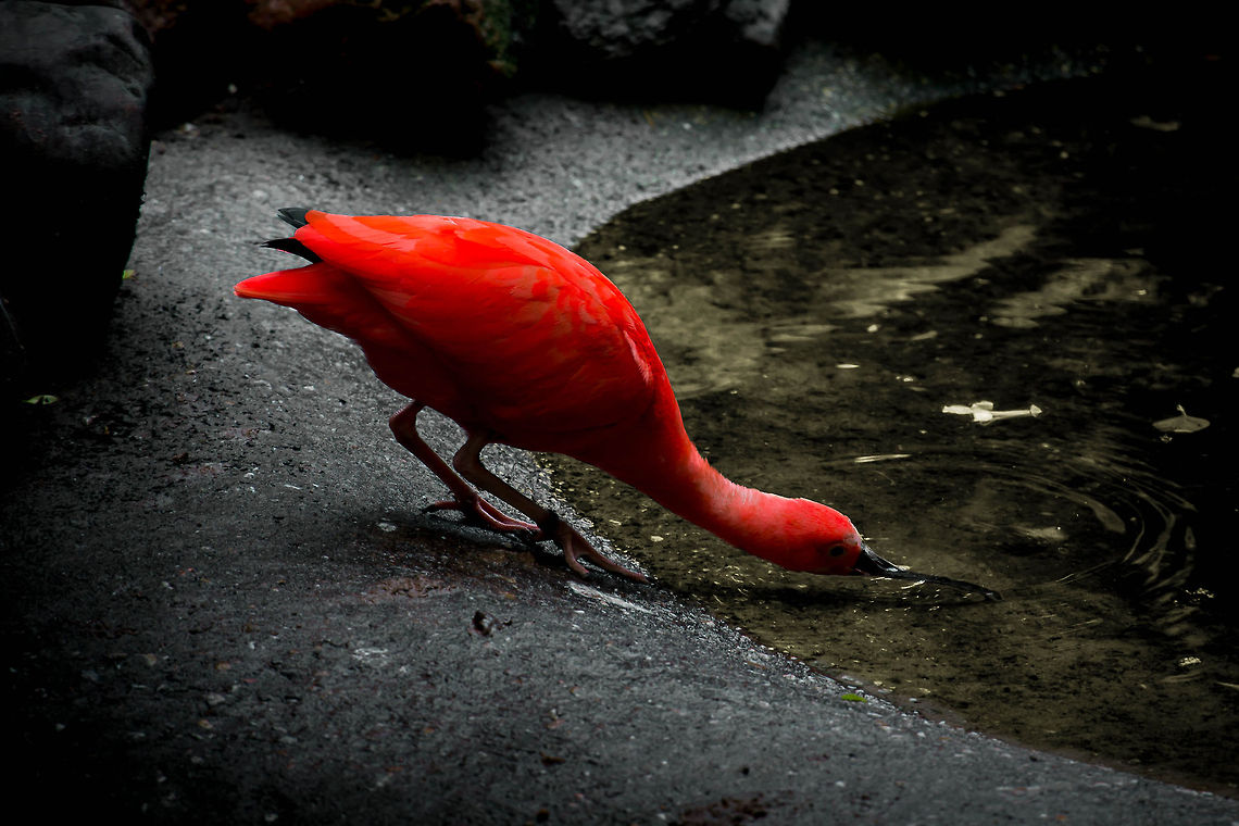 The Colour of Magic "The power to change<br />
To remake anew<br />
To rearrange<br />
The whole wolrd view<br />
The sea is pink<br />
The sky is green<br />
I know what you thik<br />
Is this obscene?"<br />
<br />
(part of a [slightly modified] poem by P.J. Perry)<br />
Title is of course a reference to our great fictional fantasy magician Terry Pratchett (who unfortunately has Alzheimer and has already lost the capability to write on his computer)<br />
<br />
Funny thing, this red Ibis. It has a decent sized and very noticable curved beak, yet while drinking it succeeds in slight camouflage:) Eudocimus ruber,Geotagged,Scarlet Ibis,The Netherlands,Zooparc Overloon