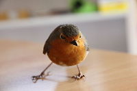 Red Robin recovery We were on a small break in a small residence around the Dutch coastal area. This Robin flew full strength into one of the windows and blacked out instantly. We took care of it and about 15 minutes later it stirred again. A few minutes later it started hopping and flew away again. What an impact that must have been! Glad to have rescued such a beautiful creature. Never saw one from this close. May your path be favoured further on, Robin! Erithacus rubecula,European Robin,Geotagged,The Netherlands