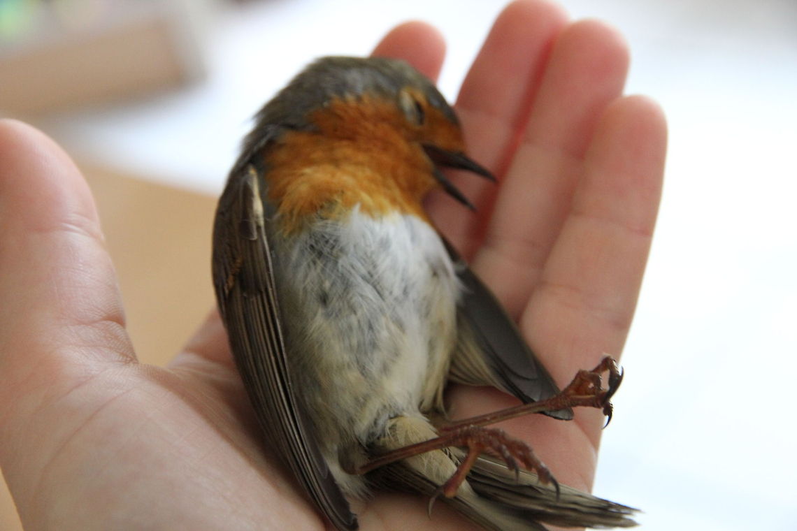 Robin out of focus My wife took this shot, and as described <br />
<figure class="photo"><a href="https://www.jungledragon.com/image/17764/red_robin_recovery.html" title="Red Robin recovery"><img src="https://s3.amazonaws.com/media.jungledragon.com/images/240/17764_thumb.JPG?AWSAccessKeyId=05GMT0V3GWVNE7GGM1R2&Expires=1759968010&Signature=k1LiUYnNkdGDP6O2ou7%2Bm7Hu%2Bvg%3D" width="200" height="134" alt="Red Robin recovery We were on a small break in a small residence around the Dutch coastal area. This Robin flew full strength into one of the windows and blacked out instantly. We took care of it and about 15 minutes later it stirred again. A few minutes later it started hopping and flew away again. What an impact that must have been! Glad to have rescued such a beautiful creature. Never saw one from this close. May your path be favoured further on, Robin! Erithacus rubecula,European Robin,Geotagged,The Netherlands" /></a></figure><br />
it did take a real blow to the head by flying onto the window pane..<br />
Glad you&#039;ve recovered, little red! Erithacus rubecula,European Robin