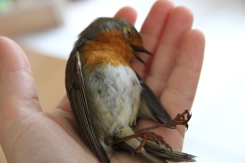 Robin out of focus My wife took this shot, and as described 
http://www.jungledragon.com/image/17764/red_robin_recovery.html
it did take a real blow to the head by flying onto the window pane..
Glad you've recovered, little red! Erithacus rubecula,European Robin