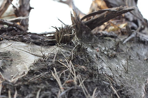 Cut down fir tree simplicity I like taking photographs of simple stuff, like this cutdown fir tree in a small nature reserve in Limburg (Weert, Tungelerwallen). Beauty in simplicity. A huge red ant walking across it would make it better:) close,cut,fir,limburg,needles,netherlands,pine,tree,tungelerwallen,weert