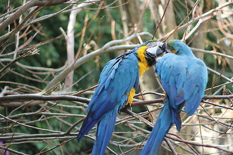 Parrots in love (Ara ararauna) It was in a nature reserve in Overloon that I noticed these parrots in passing by. It made me stop to adore them. Just look at them. I imagine them beging male and female, playing the game of nature. Ara ararauna,Geotagged,The Netherlands,birds,dance,female,love,male,netherlands,overloon