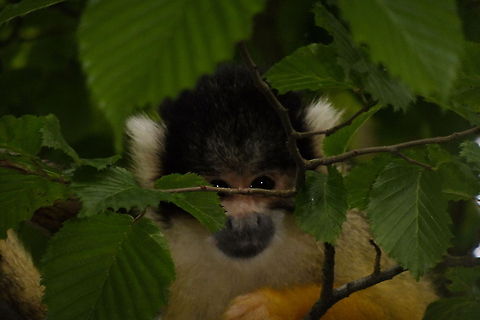 Evolution in shades Just look at this little jewel tugged away in a tree. Curious eyes search me out, pointing this humble technical piece of glass towards it. It looks at me saying 'Hey, I may not seem to be as intelligent as you, but you should respect my privacy..'. Who's intelligent now, aye? Saimiri,curious,evolution,eyes,gaia,innocence,monkey,netherlands,sciureus,tree