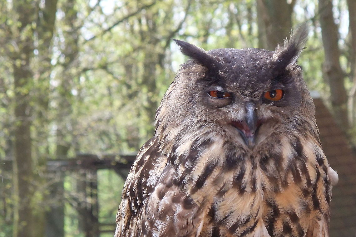 Owl the Wise &#039;&Yacute;ou don&#039;t fool me&#039;, it says to me, &#039;I know what you are doing. Hey, what&#039;s that behind you?&#039; I always like them owls, the mystery those eyes behold is captivating. Geotagged,Germany,intelligent,orange,owl,sceptic,wise