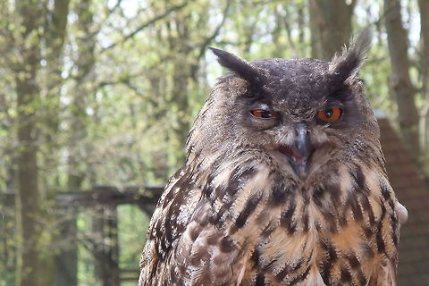 Owl the Wise '&Yacute;ou don't fool me', it says to me, 'I know what you are doing. Hey, what's that behind you?' I always like them owls, the mystery those eyes behold is captivating. Geotagged,Germany,intelligent,orange,owl,sceptic,wise