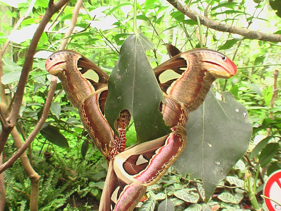 Attacus Atlas moth Masking its prensence this cobra snap was shot in Dutch Emmen zoo with our Panasonic movie camera. Wished I had my 60D but heylady fortune has granted me this digital capture. The magic of multple instances, it almost sounds like programming:) In this shot the corrupted leaf seems like three-dimensional, the cobra moths bending truth around it.  Attacus,Attacus atlas,The Netherlands,atlas,butterfly,cobra,emmen,entangled,netherlands,zoo