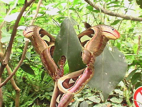 Attacus Atlas moth Masking its prensence this cobra snap was shot in Dutch Emmen zoo with our Panasonic movie camera. Wished I had my 60D but heylady fortune has granted me this digital capture. The magic of multple instances, it almost sounds like programming:) In this shot the corrupted leaf seems like three-dimensional, the cobra moths bending truth around it.  Attacus,Attacus atlas,The Netherlands,atlas,butterfly,cobra,emmen,entangled,netherlands,zoo