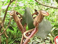 Attacus Atlas moth Masking its prensence this cobra snap was shot in Dutch Emmen zoo with our Panasonic movie camera. Wished I had my 60D but heylady fortune has granted me this digital capture. The magic of multple instances, it almost sounds like programming:) In this shot the corrupted leaf seems like three-dimensional, the cobra moths bending truth around it.  Attacus,Attacus atlas,The Netherlands,atlas,butterfly,cobra,emmen,entangled,netherlands,zoo