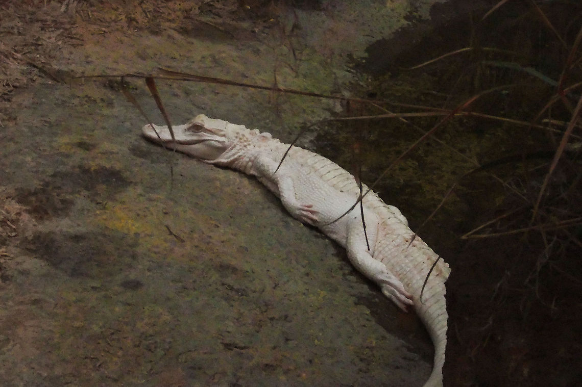 White alligator of  Louisiana Behold one of the last pigmentless alligators left on this world.  France,Geotagged,Leucism,alligator,leucistic,louisiana,rare,white