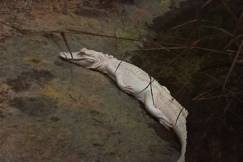 White alligator of  Louisiana Behold one of the last pigmentless alligators left on this world.  France,Geotagged,Leucism,alligator,leucistic,louisiana,rare,white