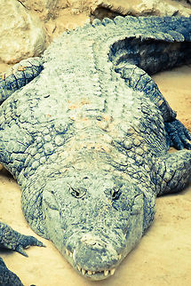 Crocodilus Ignotum What a relaxed animal, is it not? Camouflage,Crocodylus niloticus,France,Geotagged,Nile crocodile,sand