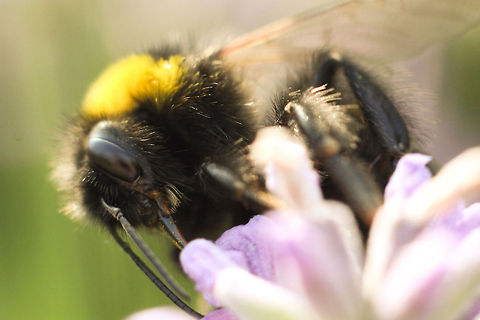 The humble bumble On a modestly sunny day, our garden fading in the background here, I admired a bee, of the bombini tribe, in humble labor foraging pollen of one of our lavender plants in the garden. At least I remember it to be lavender, I'm not so sure when looking at this picture. But anyway, it was a nice day. Wow, look at the effort put into extracting pollen, just a few specks visible, not nearly enough to justify the journey to its hive. Electrostatic aiding the extraction process, a wonder of simplistic technology. It's a sunny day but none of that easy labor. I'm going to think about that in my hammock.. Lavandula,The Netherlands,angustifolia,bee,bombini,bumble,laverder,macro,pollen,summer